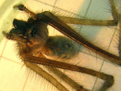 Tegenaria sp.